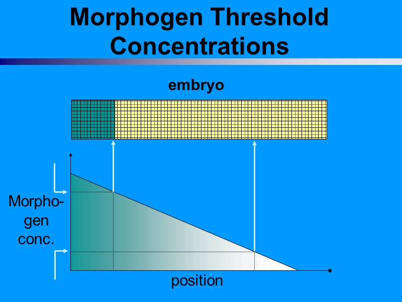 Morphogen Threshold Concentrations embryo Morpho- gen conc. position Morphogen Threshold Concentrations embryo Morpho- gen conc. position